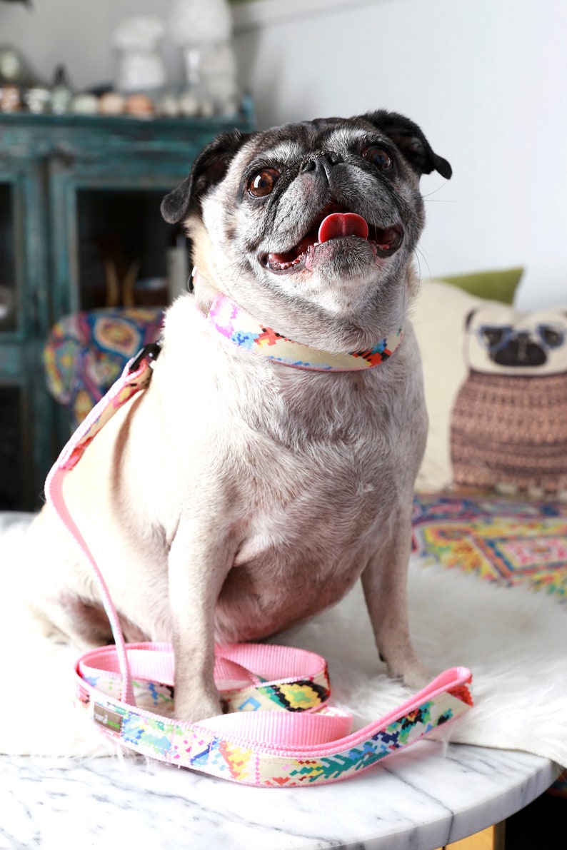 May include: A light brown pug dog wearing a pink and multi-colored patterned collar and leash. The dog is sitting on a white surface and looking up with its mouth open.