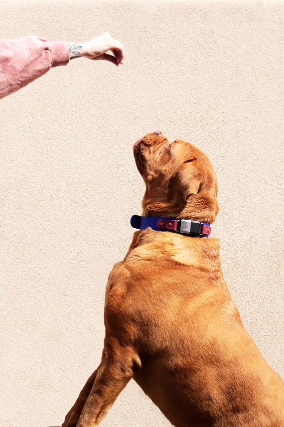 Fi Compatible Collar impermeable para perros / 6 combinaciones -