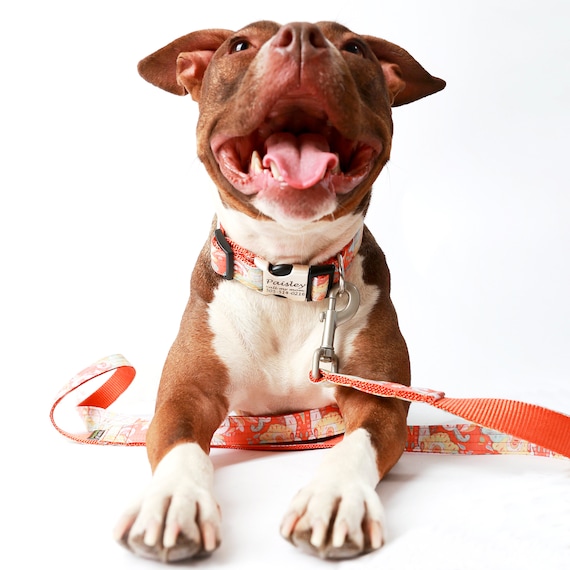 Collare per cani con fiore in Nylon collari per cuccioli di cane con stampa  floreale personalizzati