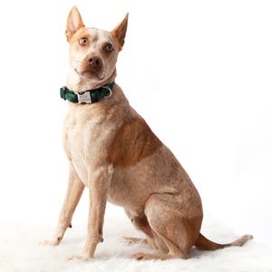 May include: A brown and white dog with a green and black plaid collar with a silver tag that says "FOX" on it. The dog is sitting on a white surface and looking at the camera.