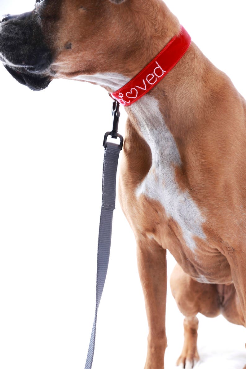 LOVED Velvet Dog Collar Valentine Dog Collar Hand Embroidered Dog Collar I Am Loved Dog collar Cute dog collar image 8