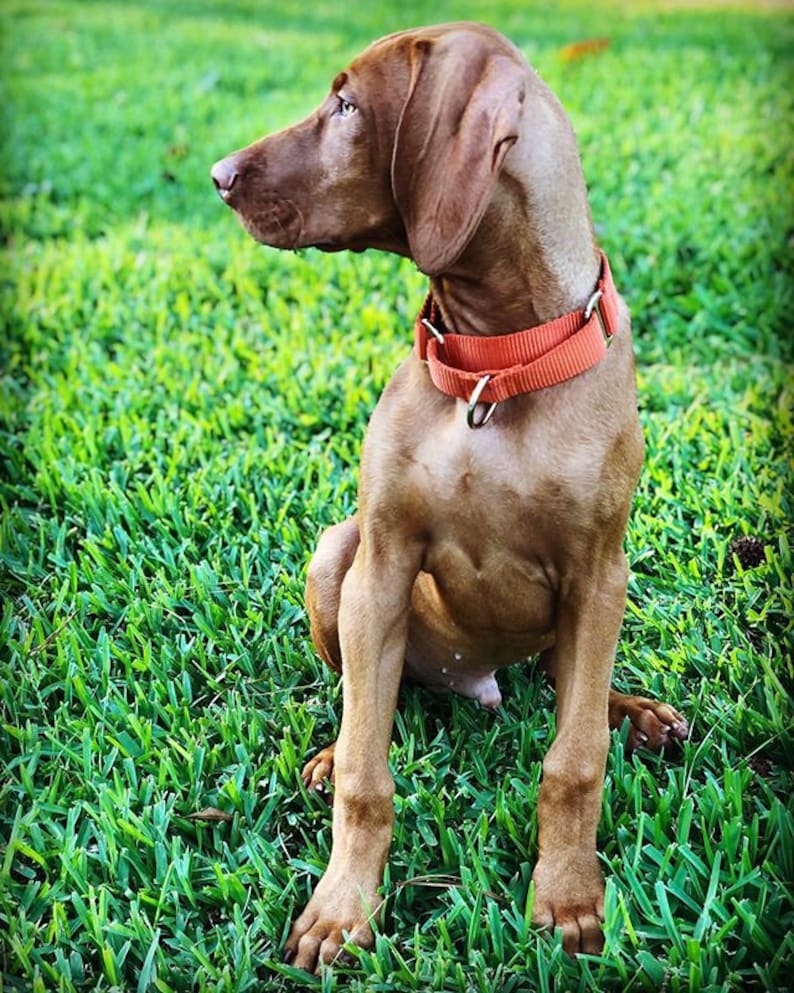 Collier martingale à boucle pour chien Personnalisé Plus de 27 couleurs de nylon Entraînement avec col à glissement limité Se resserre lorsque vous tirez dessus image 9