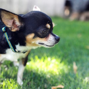 May include: A small black and tan chihuahua with white markings on its chest and a turquoise and gold collar is looking to the right. The dog is standing on green grass.