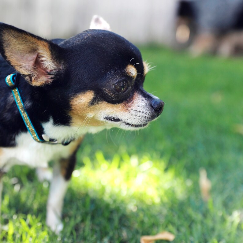 May include: A small black and tan chihuahua with white markings on its chest and a turquoise and gold collar is looking to the right. The dog is standing on green grass.