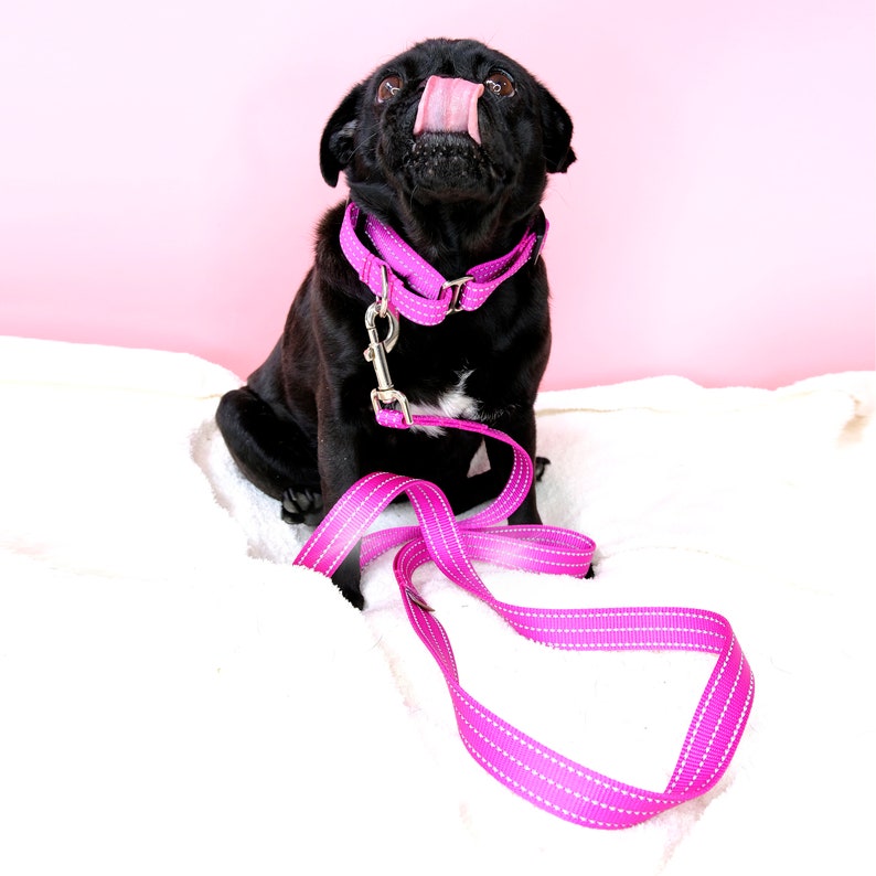 May include: A black pug dog wearing a pink collar and leash, sitting on a white fluffy surface. The dog is looking up with its tongue sticking out.