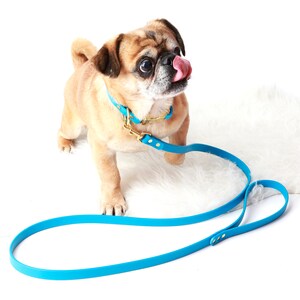 Pode incluir: Um pequeno c&atilde;o pug marrom usando um colar de couro azul e uma coleira dourada. O c&atilde;o est&aacute; em p&eacute; em uma superf&iacute;cie branca e fofa e est&aacute; olhando para a direita com a l&iacute;ngua para fora.