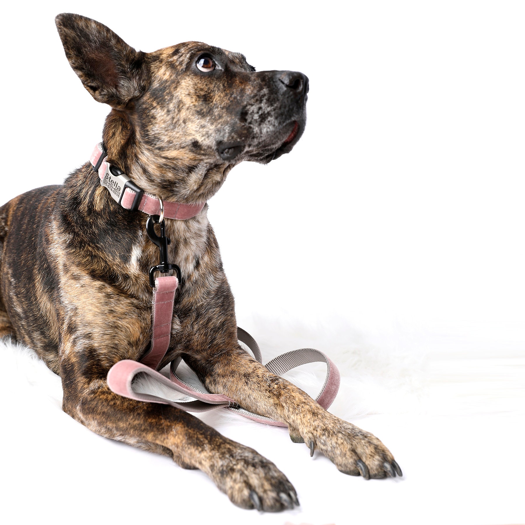 Brindle 2025 dog collar