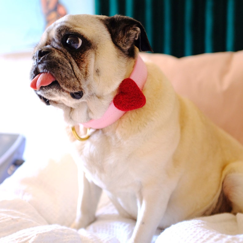 May include: A pug dog wearing a pink collar with a red heart-shaped charm. The dog is sitting on a white bedspread and has its tongue sticking out.