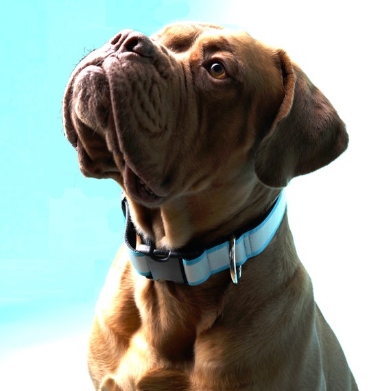 1.5 inch dog collar