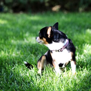 May include: A black and white chihuahua with brown markings sits in a grassy field. The dog is wearing a pink and white patterned collar.