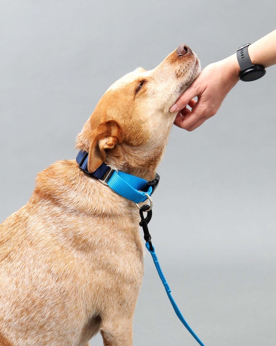 Dog collar cheap that tightens