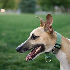 Collier martingale à boucle pour chien Personnalisé Plus de 27 couleurs de nylon Entraînement avec col à glissement limité Se resserre lorsque vous tirez dessus image 8