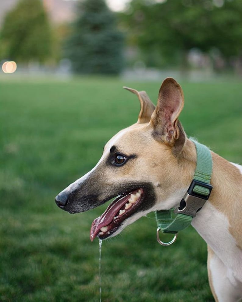 Collier martingale à boucle pour chien Personnalisé Plus de 27 couleurs de nylon Entraînement avec col à glissement limité Se resserre lorsque vous tirez dessus image 8