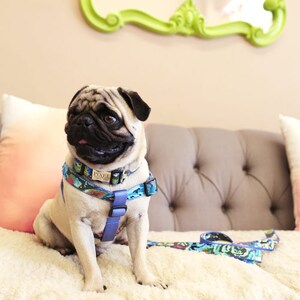 May include: A light brown pug dog wearing a blue and multi-colored patterned harness with a blue leash on a white fluffy surface.