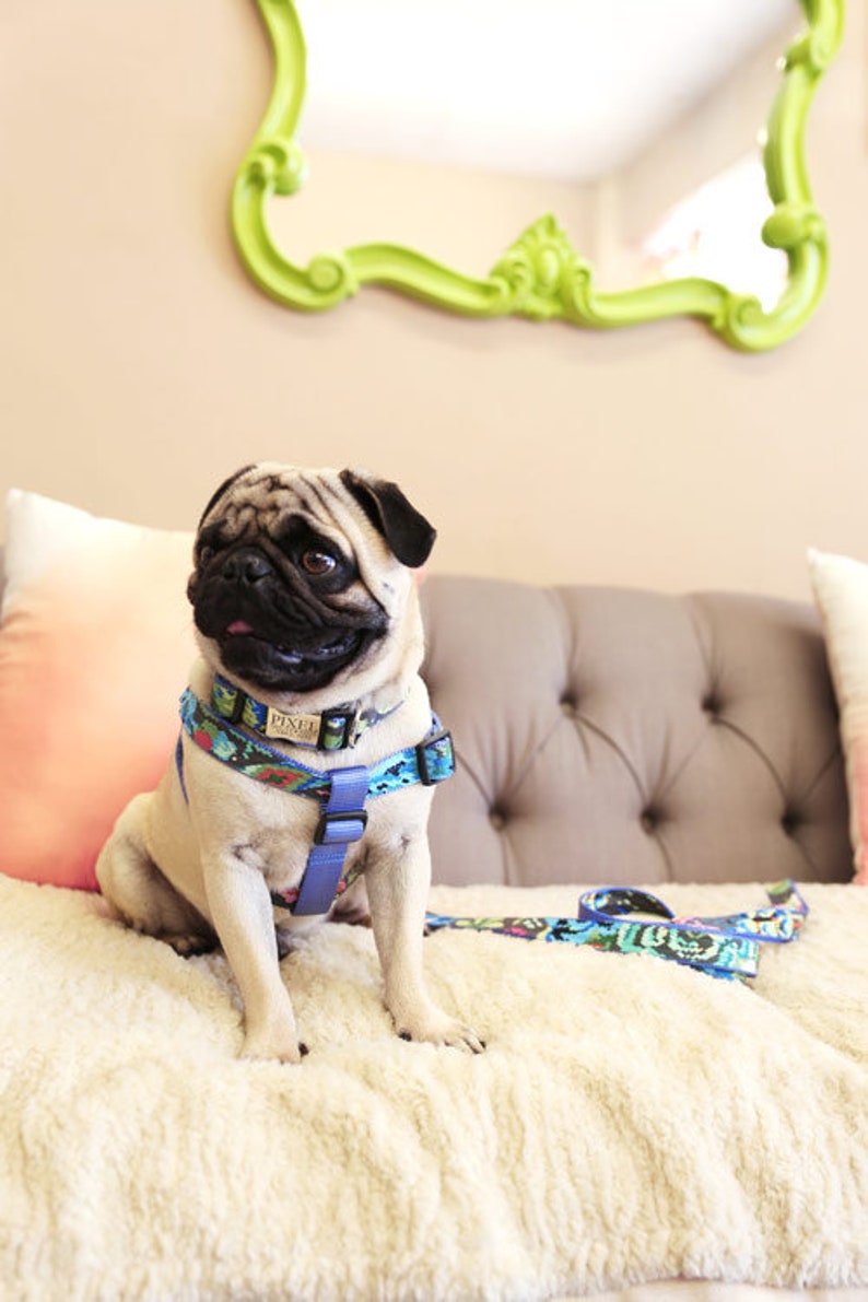 May include: A light brown pug dog wearing a blue and multi-colored patterned harness with a blue leash on a white fluffy surface.
