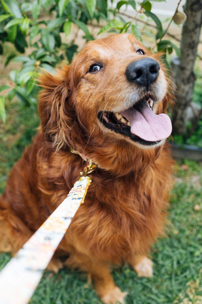 HAZEL Gelb Florales Baumwoll Voile Hundehalsband Gravierte Schnalle personalisiert für Ihren Hund Niedliche Plakette Feminines Hundehalsband Bild 2