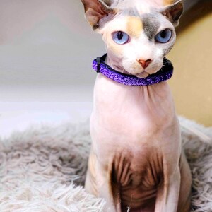 May include: A hairless cat with blue eyes wearing a purple glitter collar sits on a fluffy white rug.