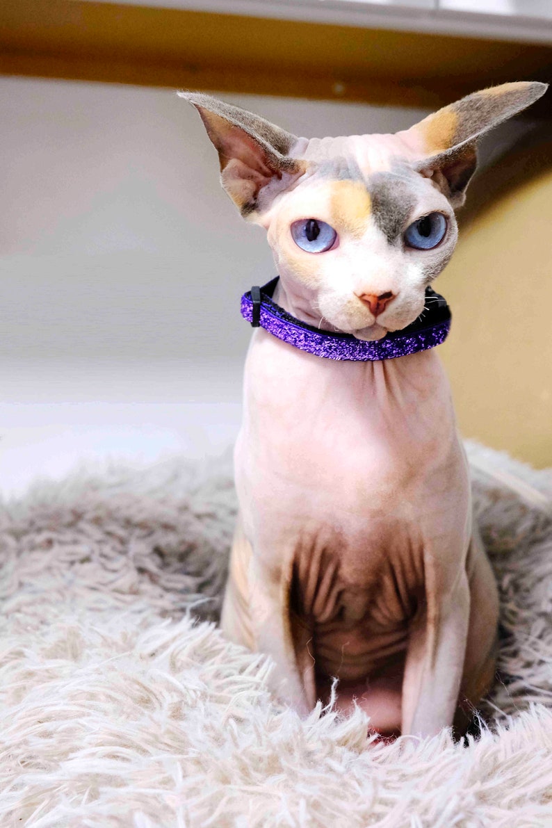 May include: A hairless cat with blue eyes wearing a purple glitter collar sits on a fluffy white rug.