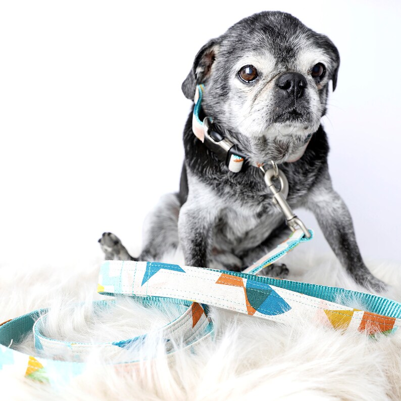 Op de afbeelding: Een grijze en witte mopshond die een blauwe en witte geometrische geprinte halsband en riem draagt. De hond zit op een wit, pluche oppervlak.
