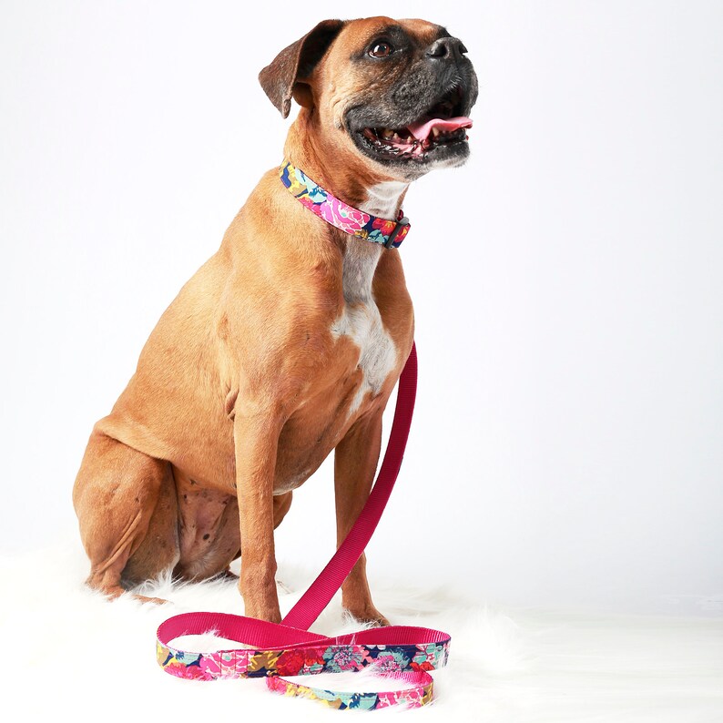 May include: A brown and white boxer dog wearing a pink floral dog collar and a pink leash. The dog is sitting on a white fluffy surface.