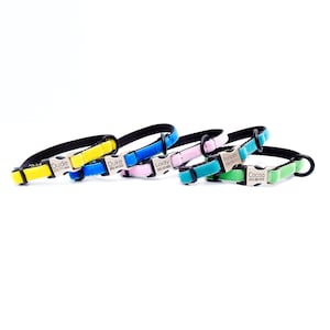 May include: Five colorful dog collars with personalized name tags. The collars are yellow, blue, pink, green, and teal. The name tags are engraved with the names "Dude", "Duke", "Lady", "Pumpkin", and "Cocoa" along with phone numbers.