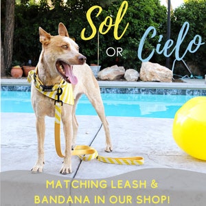 SOL or CIELO Striped Yellow or Blue Cabana Dog Collar Rifle Paper Co Fabric Collar Stripe Beach Pattern Canvas Engraved Dog ID Buckle image 2