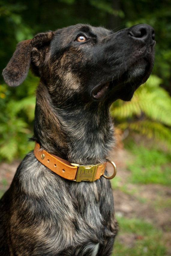 27" 1" Solid Name Collar w/ D ring & Brass Tag Plate Pet Hunting Dog 
