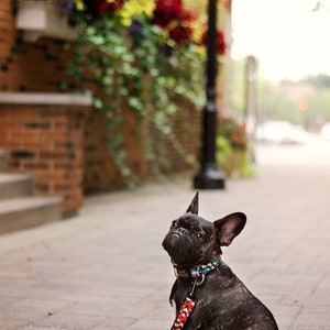 May include: A black French bulldog wearing a colorful patterned collar and leash, sitting on a sidewalk in front of a brick building.