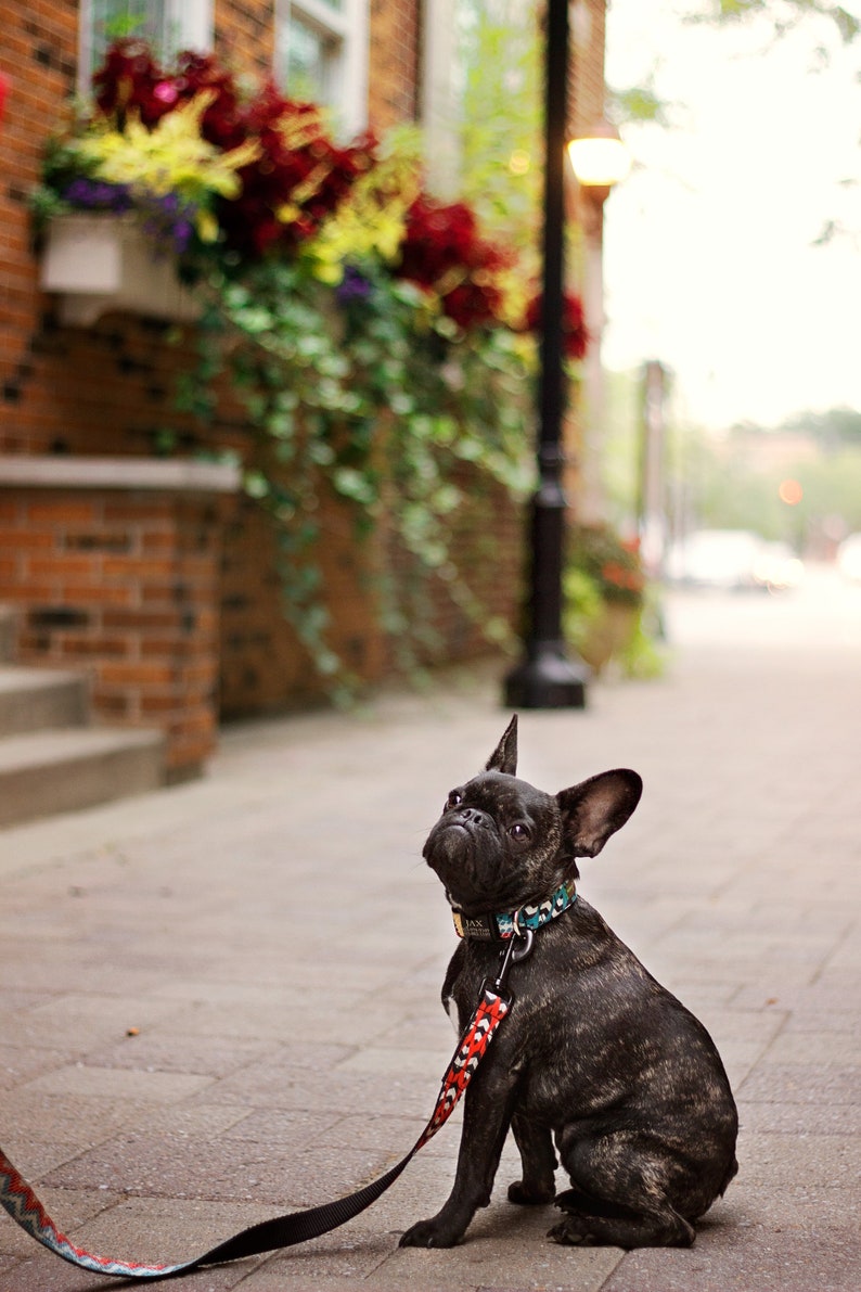May include: A black French bulldog wearing a colorful patterned collar and leash, sitting on a sidewalk in front of a brick building.