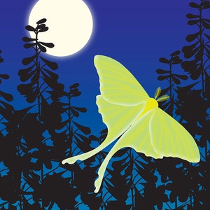 Luna Moth and Moon Art Print, Woodland Animals Wall Art, Butterfly Nursery Decor image 6