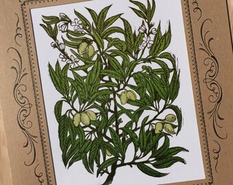 ALMOND TREE Illustration - hand printed letterpress carved woodcut block print in a kraft vignette gift nuts plant botanical three colors