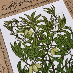 Może przedstawiać: Winietkowa ilustracja botaniczna zielonego drzewa oliwnego z białymi kwiatami i zielonymi oliwkami. Ilustracja jest wydrukowana na białym papierze.