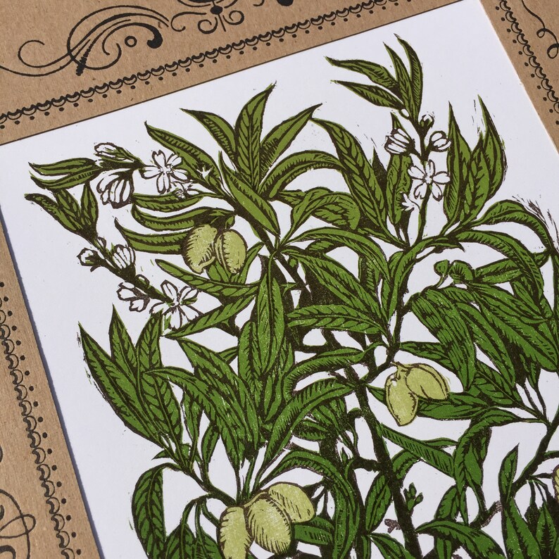 Może przedstawiać: Winietkowa ilustracja botaniczna zielonego drzewa oliwnego z białymi kwiatami i zielonymi oliwkami. Ilustracja jest wydrukowana na białym papierze.