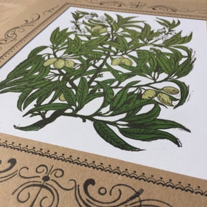 Może przedstawiać: Winietkowa ilustracja botaniczna zielonej, liściastej rośliny z małymi ż&oacute;łtymi owocami. Roślina jest przedstawiona w szczeg&oacute;łowym, ręcznie rysowanym stylu, z misternymi detalami liści i owoc&oacute;w.