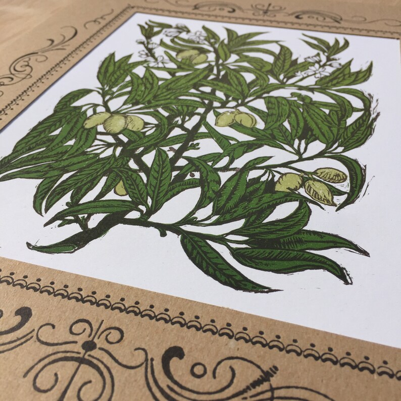 Może przedstawiać: Winietkowa ilustracja botaniczna zielonej, liściastej rośliny z małymi ż&oacute;łtymi owocami. Roślina jest przedstawiona w szczeg&oacute;łowym, ręcznie rysowanym stylu, z misternymi detalami liści i owoc&oacute;w.