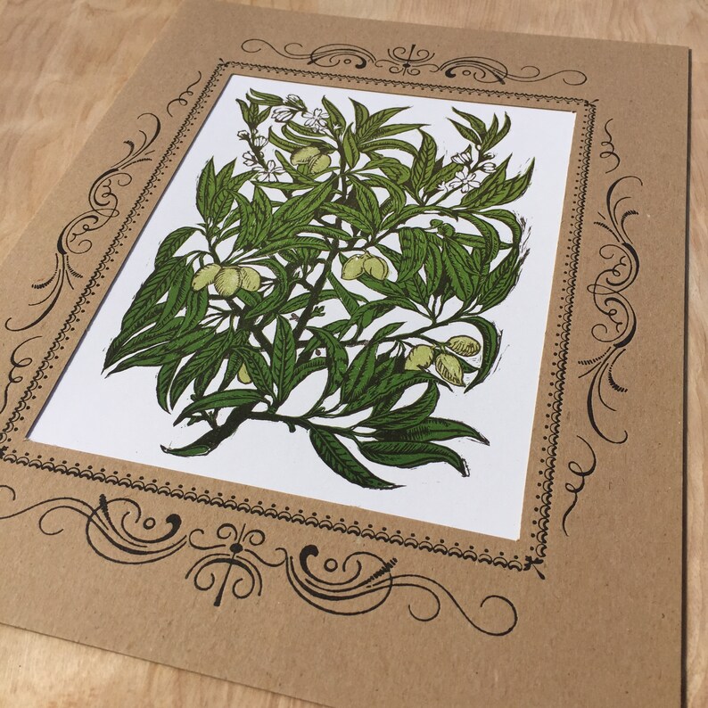 Może przedstawiać: Winietkowa ilustracja botaniczna zielonej rośliny z białymi kwiatami i ż&oacute;łtymi owocami. Ilustracja jest oprawiona w brązową ramę z ozdobną ramką.