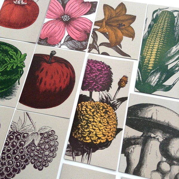 YOU PICK 5 CARDS Single Cards Farmers Market Letterpress Vegetables Fruit Flowers corn, zinnias, mushrooms, apple, beet, artichoke, poppy