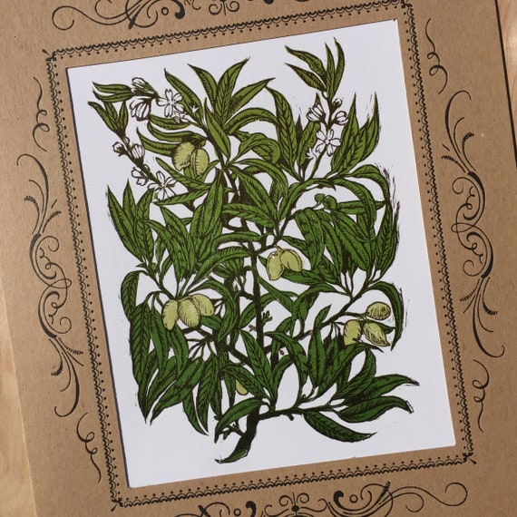 ALMOND TREE Illustration, hand printed letterpress carved woodcut block print in a kraft vignette, gift nuts plant botanical three colors