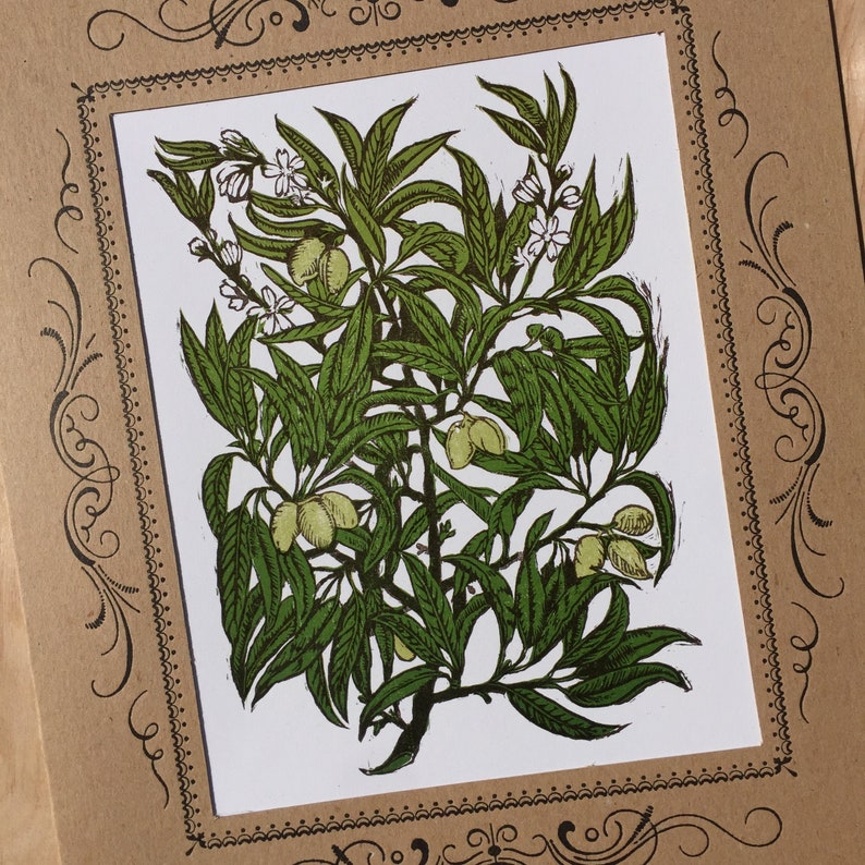 Może przedstawiać: Winietkowa ilustracja botaniczna zielonej, liściastej rośliny z białymi kwiatami i małymi ż&oacute;łtymi owocami. Roślina jest przedstawiona w szczeg&oacute;łowym i realistycznym stylu, z misternymi detalami liści, kwiat&oacute;w i owoc&oacute;w.