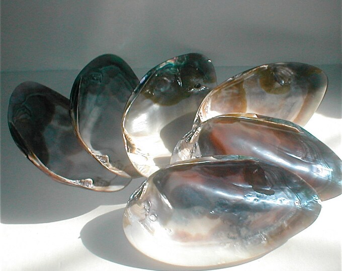 Abalone Shell Dish Set of 6 Polished Large Shells Mother Etsy