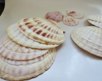 7  Large Cockle Shells - 5.5 Inches plus - Vintage 60s Baking Dishes - Set of 7 Serving Dishes - Scallop Shell Dishes