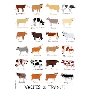 Cows of France image 1