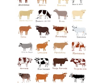 Mucche francesi