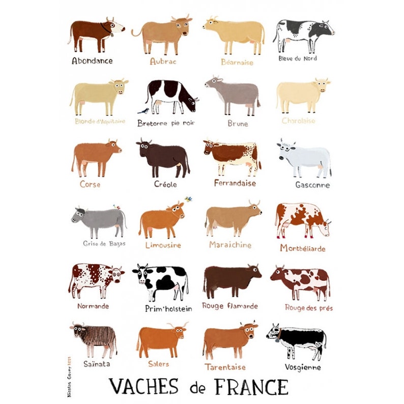 Cows of France image 1