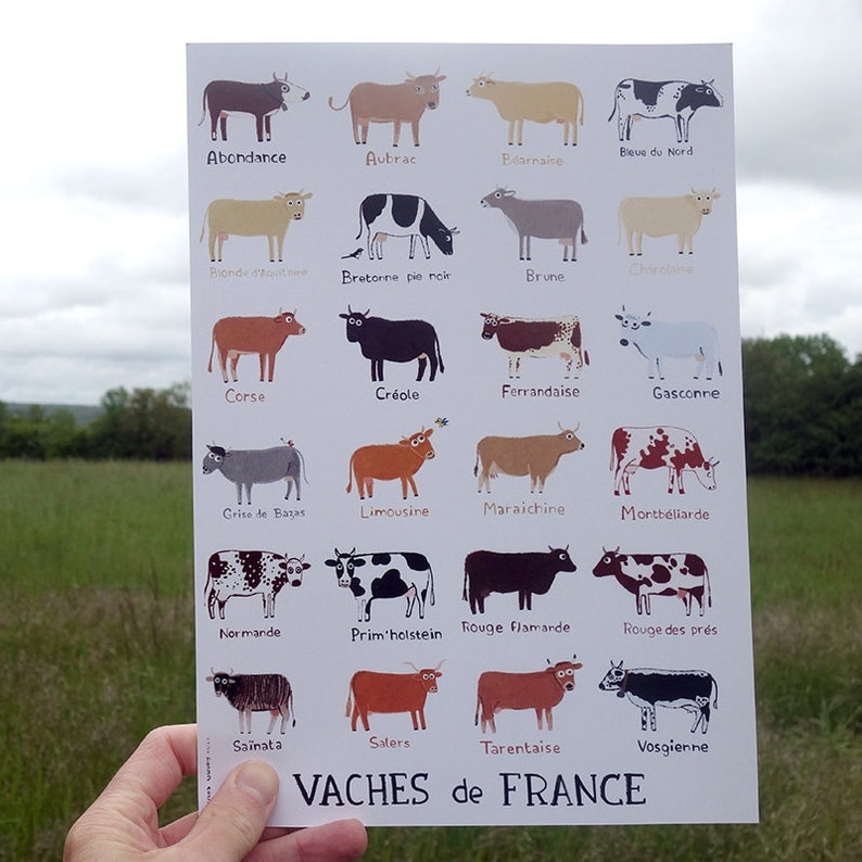 Vaches de France image 2