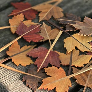 May include: A collection of wooden maple leaf cutouts, each attached to a thin wooden stem. The leaves feature various natural wood tones, ranging from light tan and golden yellow to deep reddish-brown and dark chocolate brown, with visible wood grain.