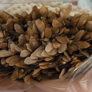 Elicotteri di acero (100)