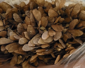 Esdoornhelikopters (100)