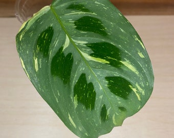 Variegated Maranta Leuconeura Kerchoveana