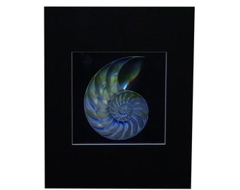 Vintage 1980s Nautilus Shell Hologram (MATTED), Collectible EMBOSSED Film, Vintage 1990s Quality Holographic Art